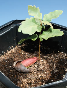 Seedling from acorn