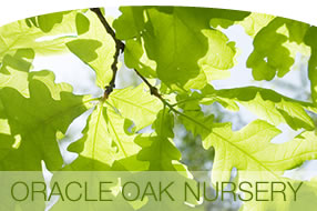 Oak leaves