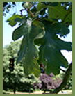 Oregon White Oak foliage