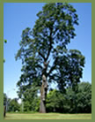 Oregon White Oak tree