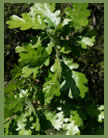 Valley Oak foliage