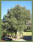 Coast Live Oak tree