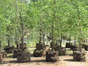 California native oaks in Grow Bags