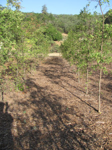 CA native oaks grown in Grow Bags (24 inch) and planted at Oracle Oak Nursery